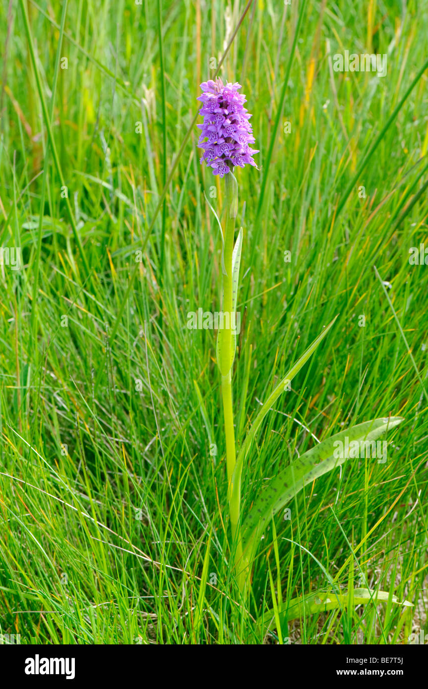 Orchid Dactylorhiza baltica Stock Photo
