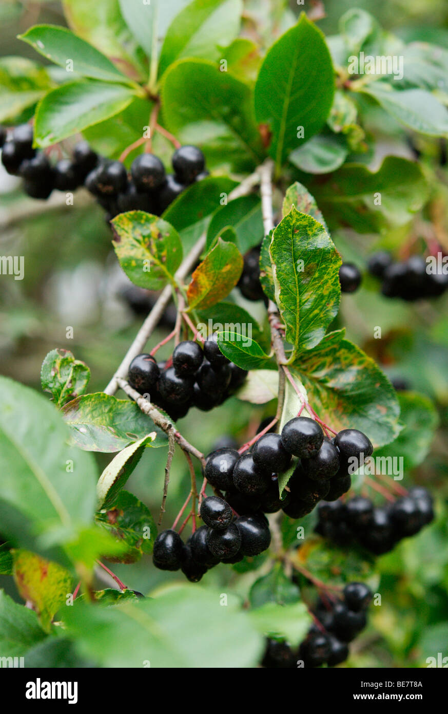 Black chokeberries (aronia) Stock Photo