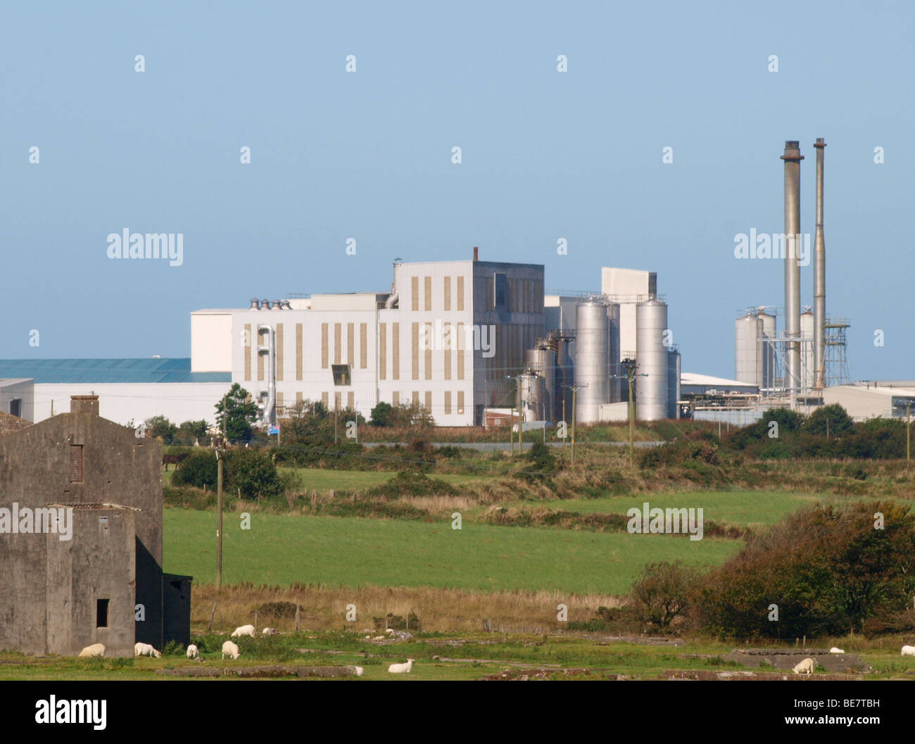 davidstow cheese factory tour