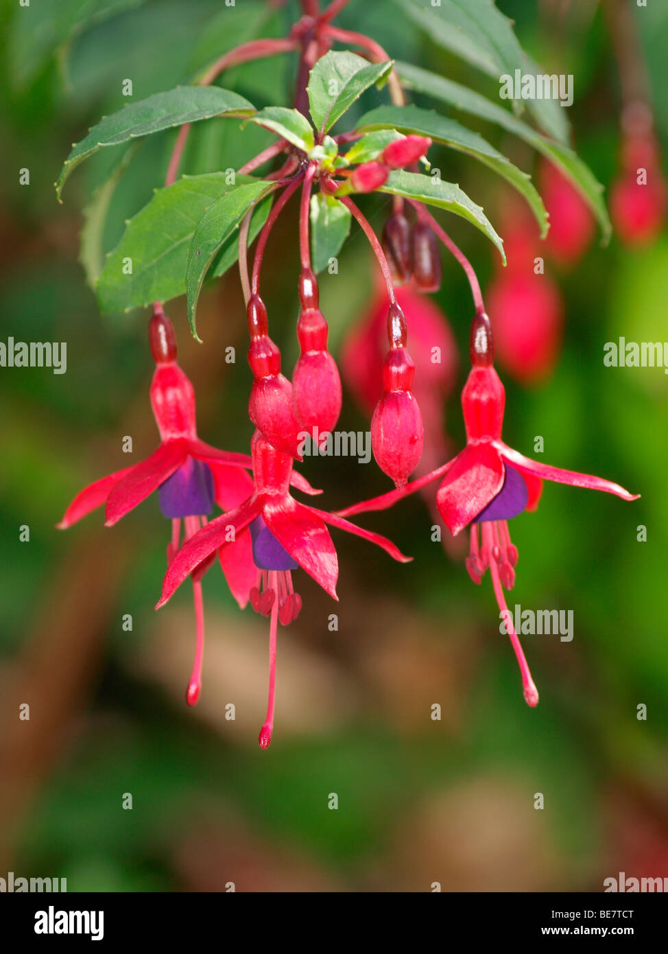 Fuchsia Magellanica Stock Photo