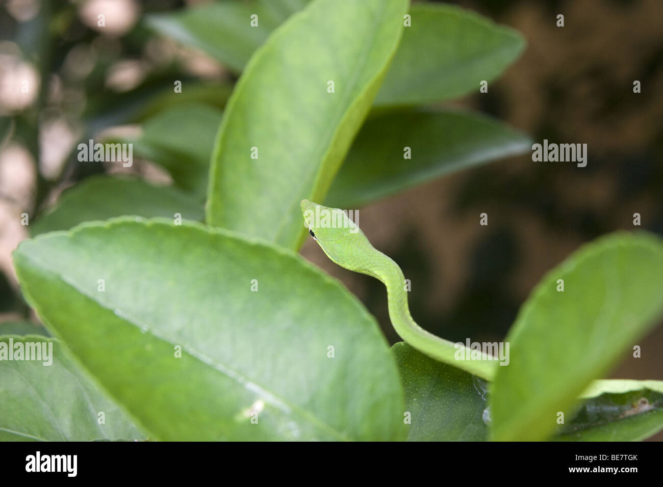 Oxibelis fulgidus, green vine snake on a lime tree. Republic of Panama, Central America Stock Photo