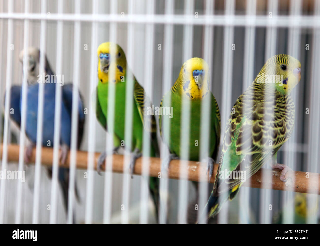 Budgerigars in a cage at the pet market in Qatar's Souq Waqif in the