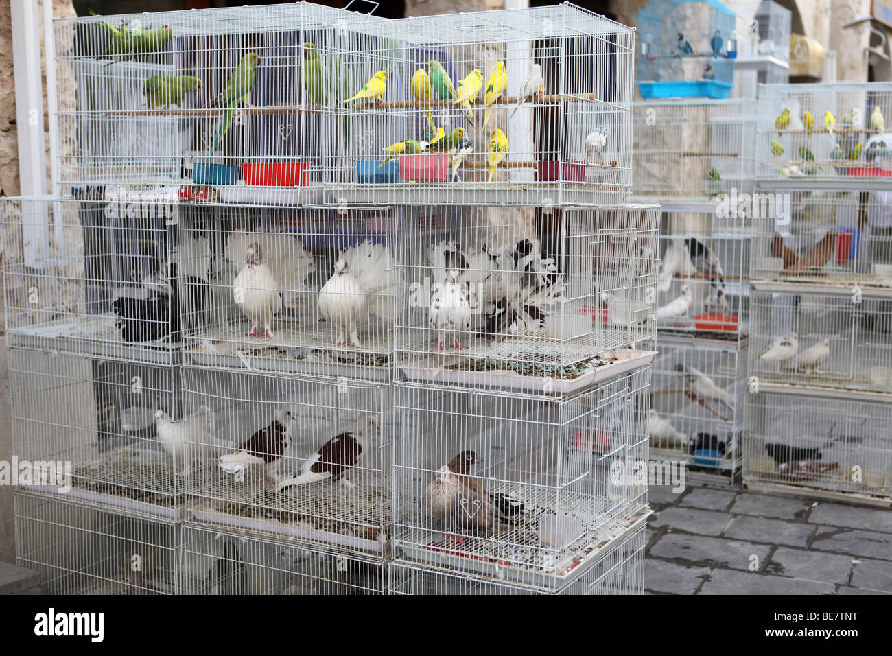 Caged birds in the pet market that forms part of Souq Waqif in Doha