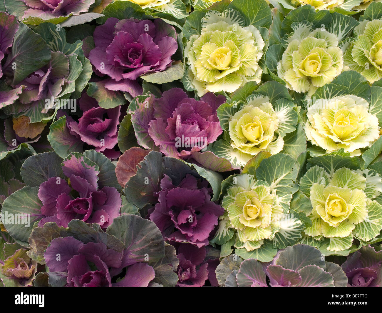 Brassica oleracea var. acephala colourful decorative cabbages for growing in a flower bed for Brassica oleracea var. acephala colourful decorative cabbages for growing in a flower bed for