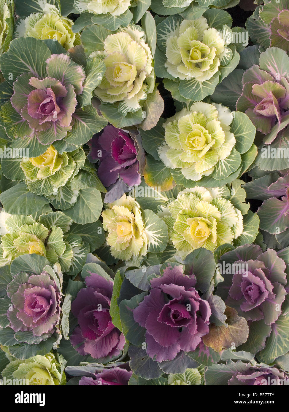 Brassica oleracea var acephala hires stock photography and images Alamy