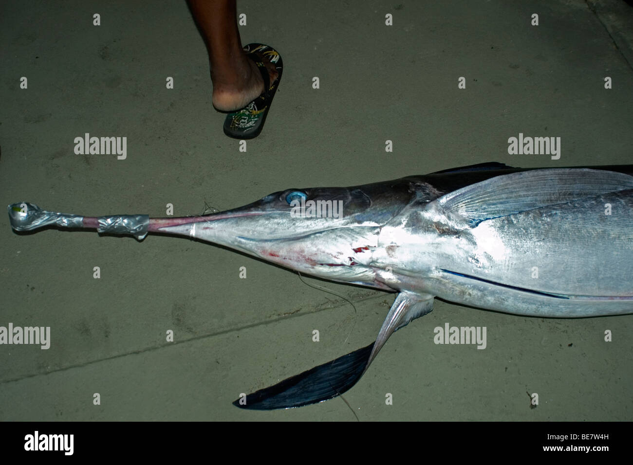 Swordfish, Xiphias gladius, Vitoria, Espirito Santo, Brazil Stock Photo