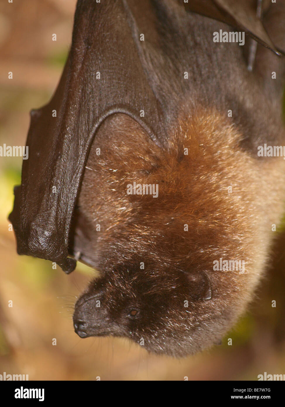 Close up of a fruit bat, Pteropodidae Stock Photo