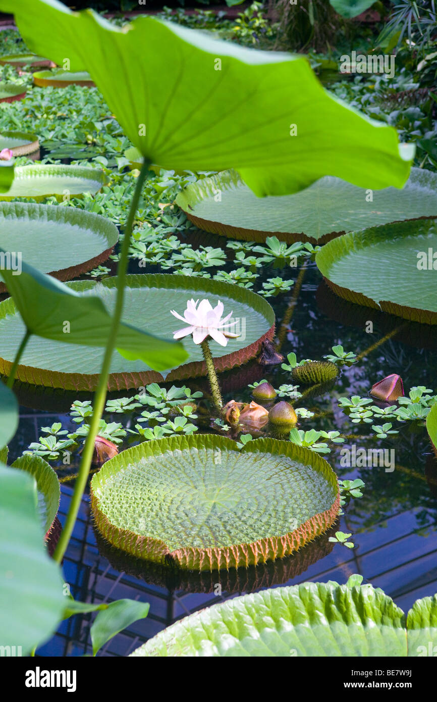 Plants at The Royal Botanical Gardens, Edinburgh Stock Photo Alamy