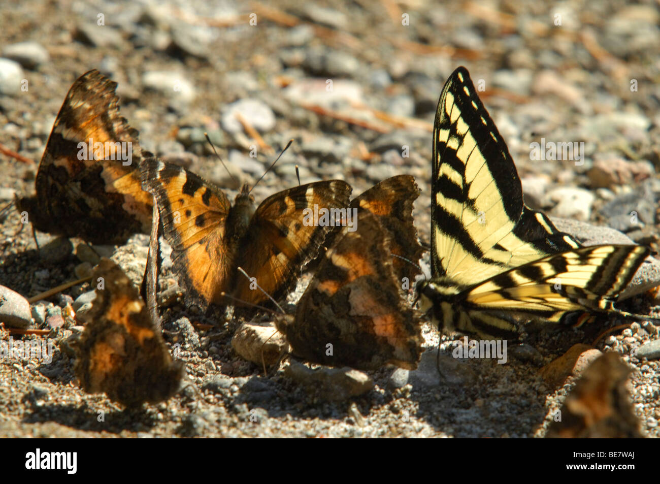 Western tiger swallowtail (Papilio rutulus) and California tortoiseshell (Nymphalis californica) Stock Photo