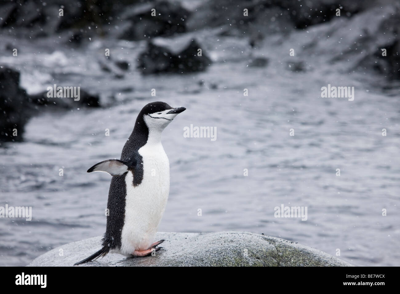 Happy Chinstrap Penguin stretching standing on rock in water wings spread out eyes closed enjoying cold weather snowfall Antarctica, negative space Stock Photo