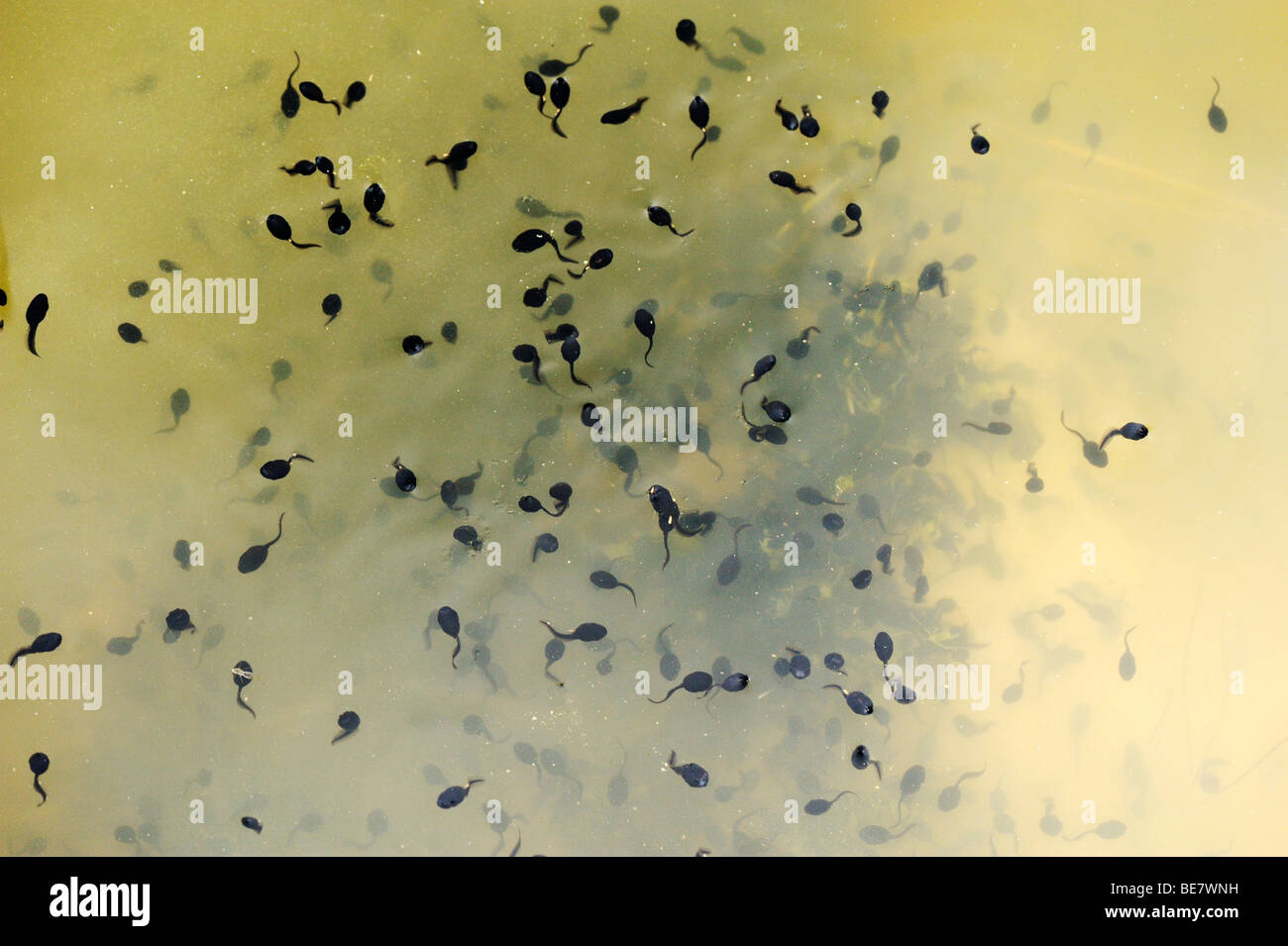 Tadpoles, larvae of a frog Stock Photo - Alamy