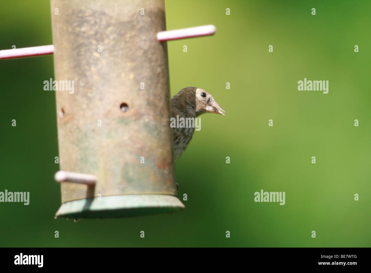 female linnet Carduelis cannabina, probably a juvenile feding from a thistle (nyjer - Guizotia abyssinica ) seed feeder Stock Photo