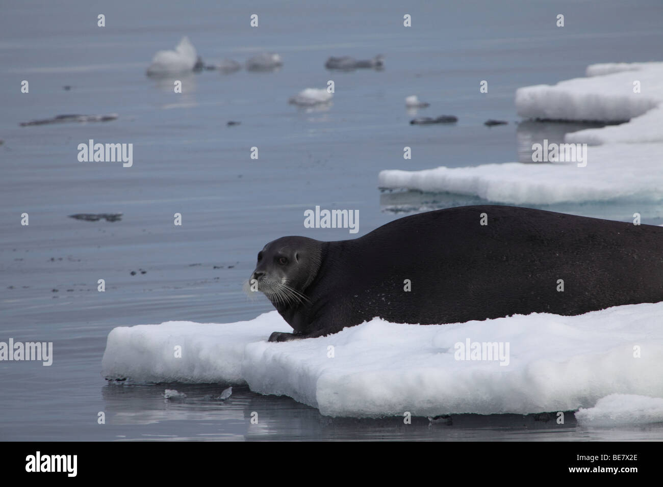 A bearded seal rests on the pack ice, floating in the arctic ocean Stock Photo