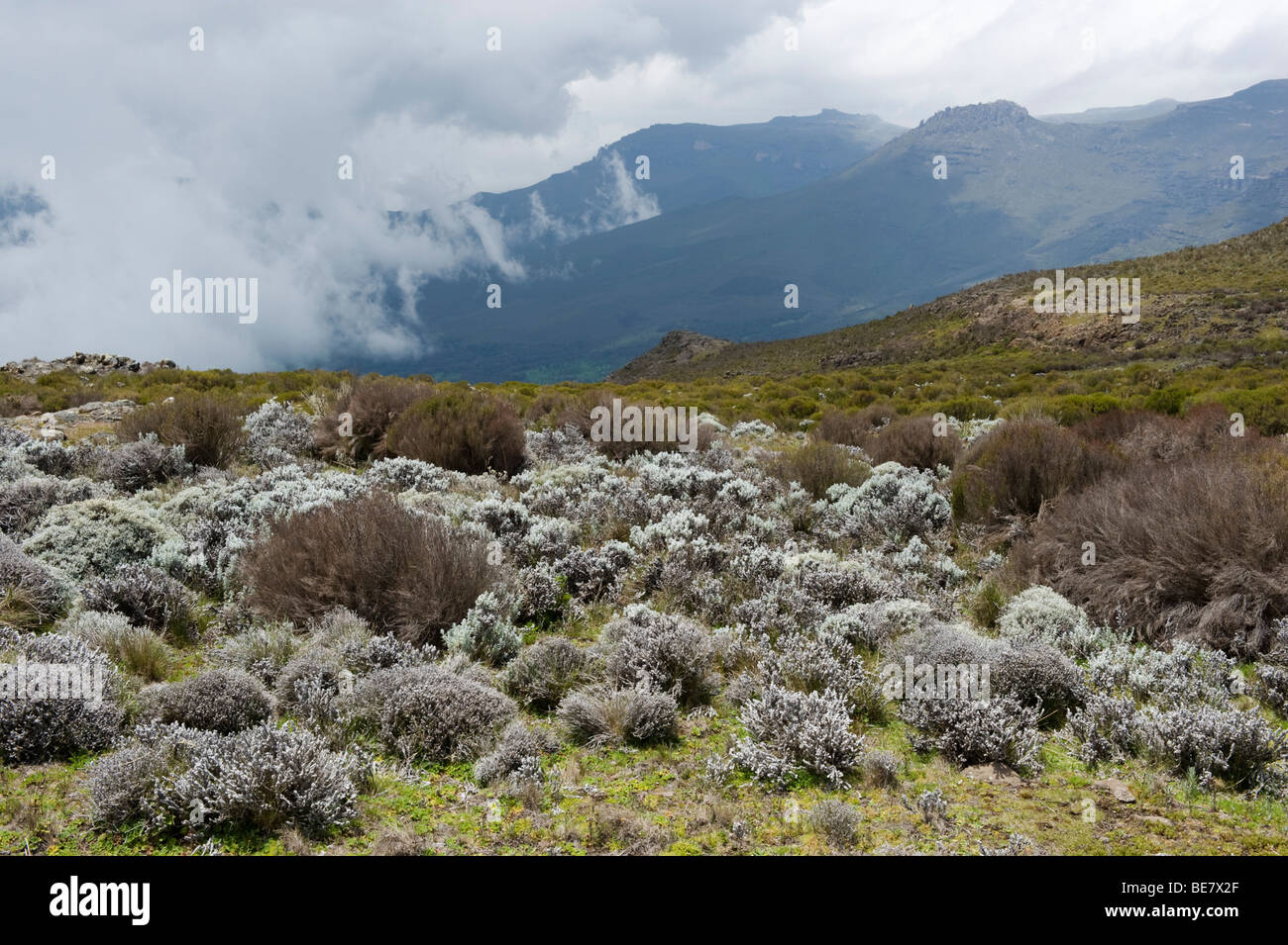 Afro-alpine moorland at 4000m altitude, Sanetti plateau, Bale Mountains National Park, Ethiopia Stock Photo