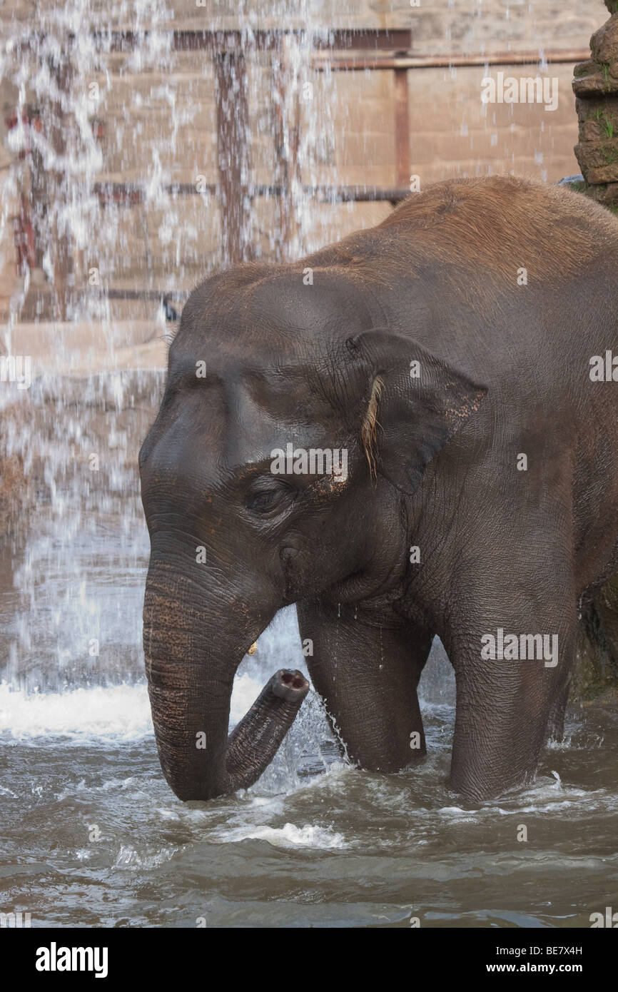Bull Asian elephant playing in water Stock Photo