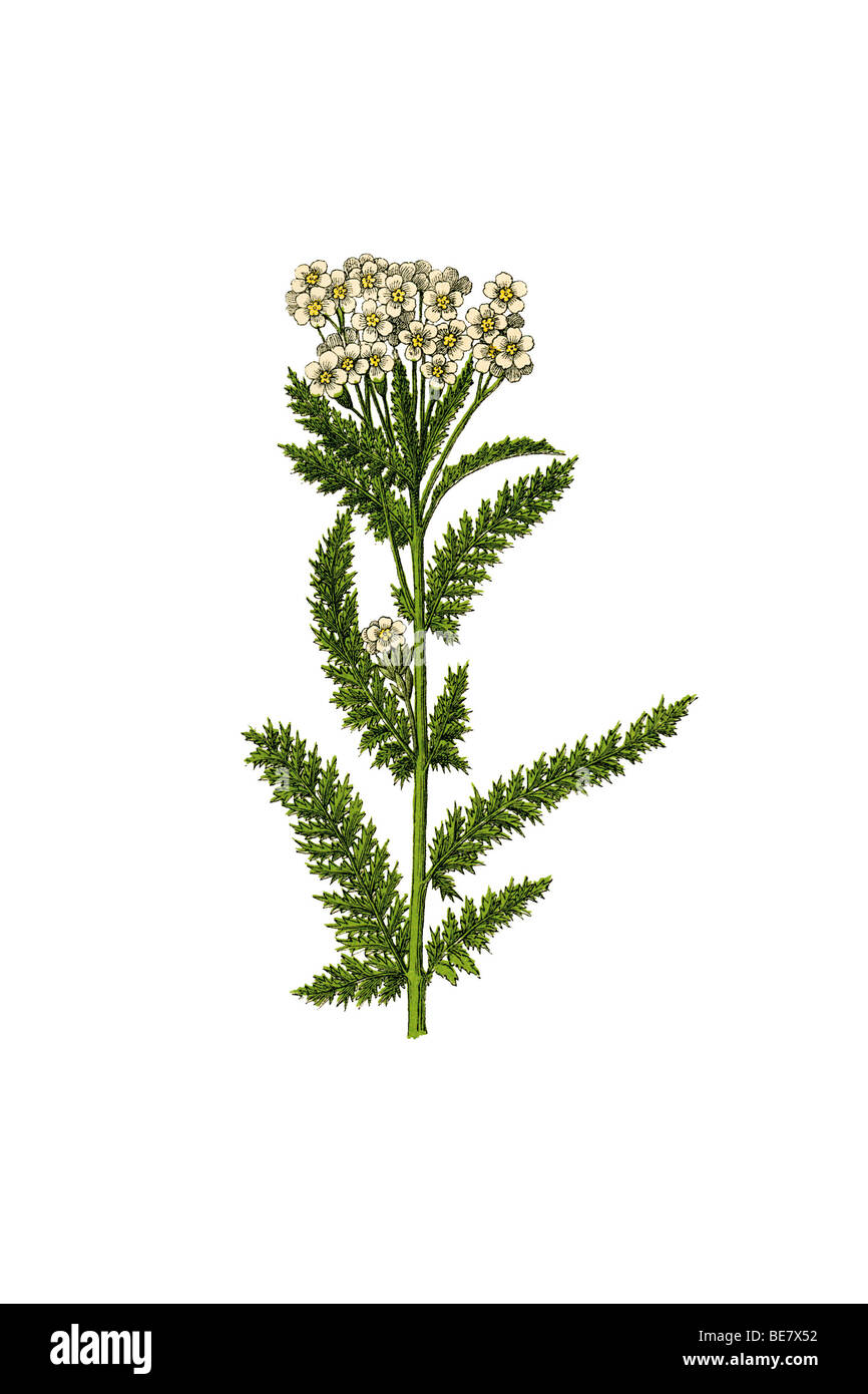 Yarrow, historical illustration Stock Photo