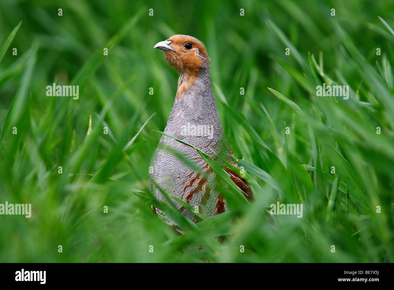 Grey Partridge (Perdix perdix) in high grass, portrait, Burgenland, Austria, Europe Stock Photo