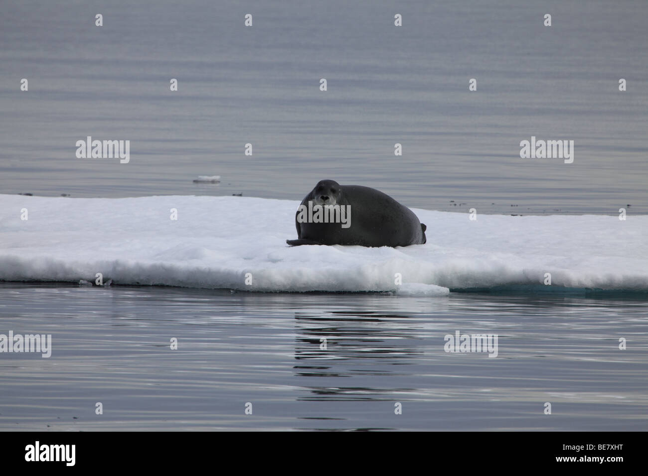 A bearded seal rests on the pack ice, floating in the arctic ocean Stock Photo