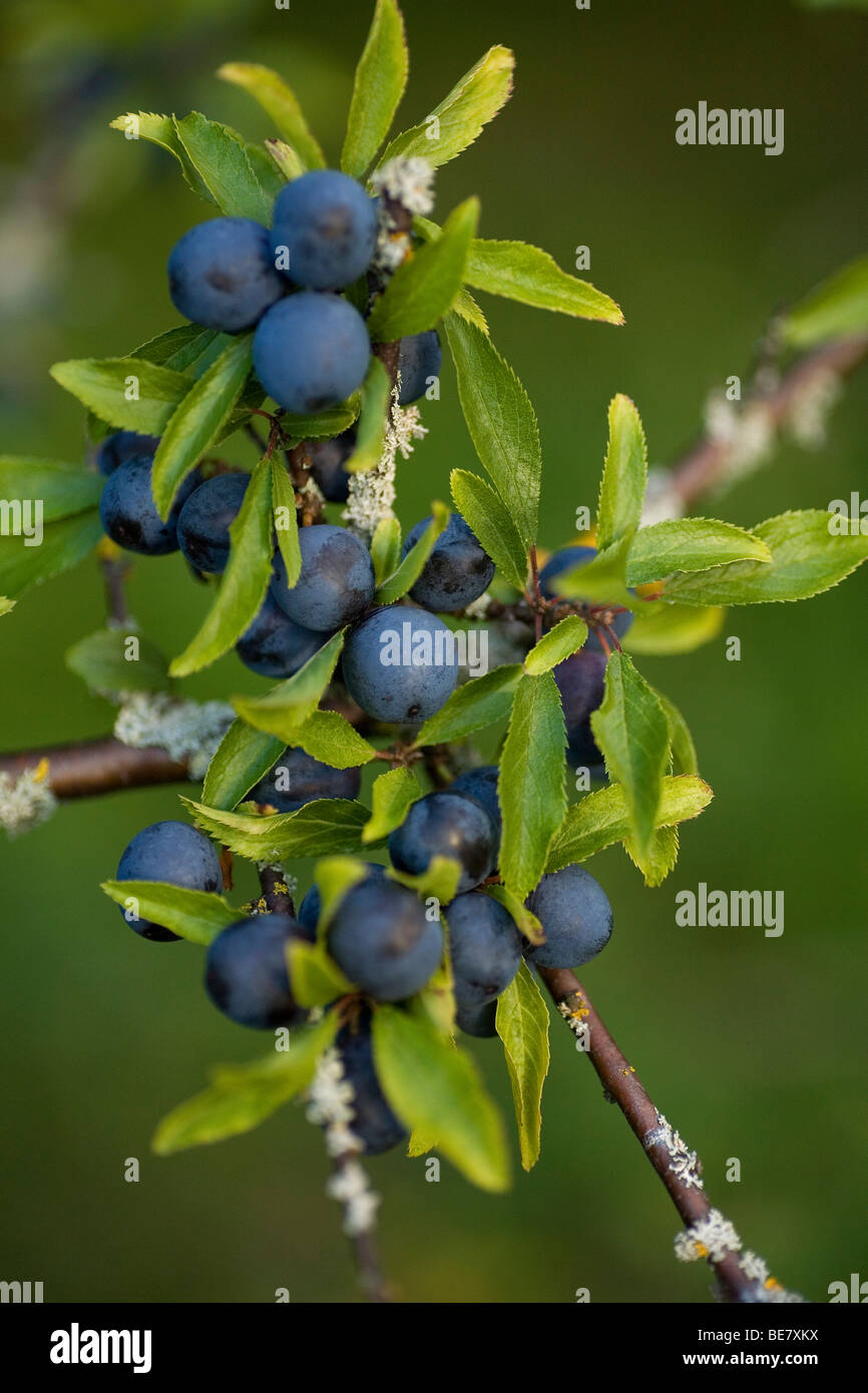 Sloes High Resolution Stock Photography and Images Alamy