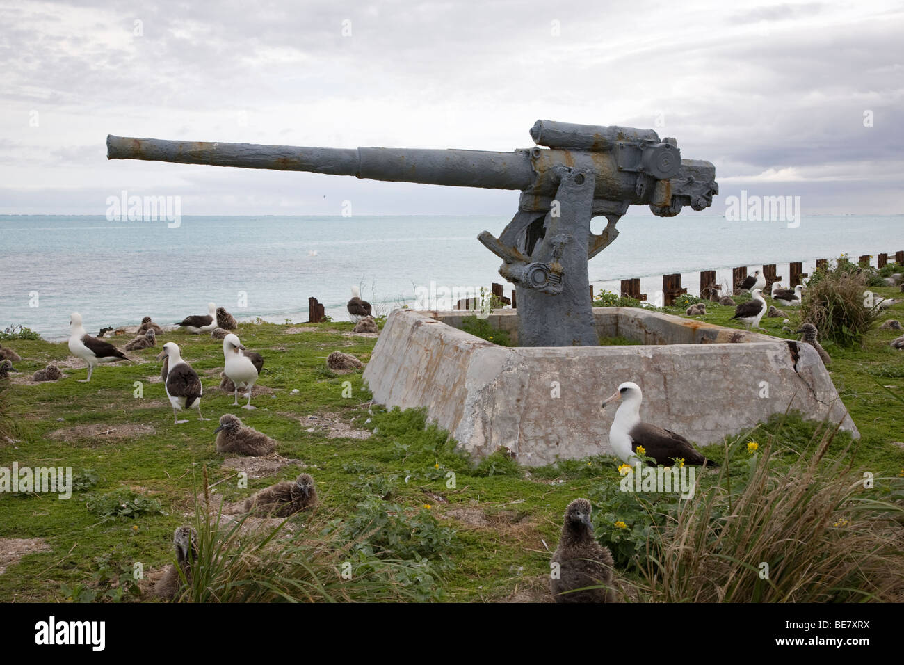 World War II 3' anti-aircraft gun of the naval air station on Midway Atoll from 1942 - 1945 and Laysan Albatrosses on Eastern Island in the Pacific Stock Photo