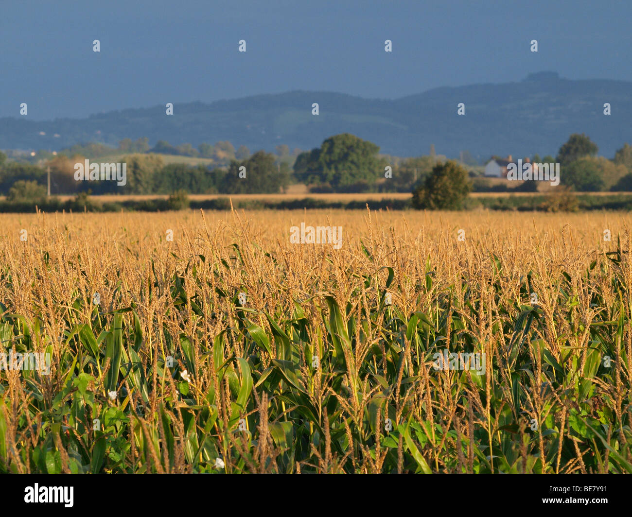 View over the fields in the dawn light. Stock Photo
