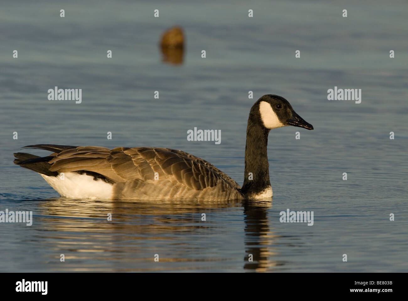 Een zwemmende Canadese Gans,A swimming Canada Goose. Stock Photo