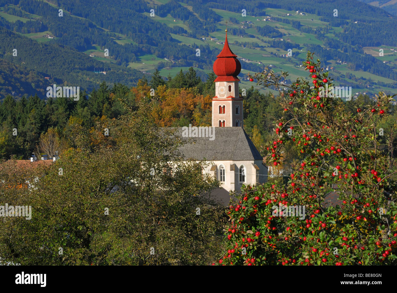 church above valley of Eisack with red apples at apple tree, Dolomites, South Tyrol, Italy Stock Photo