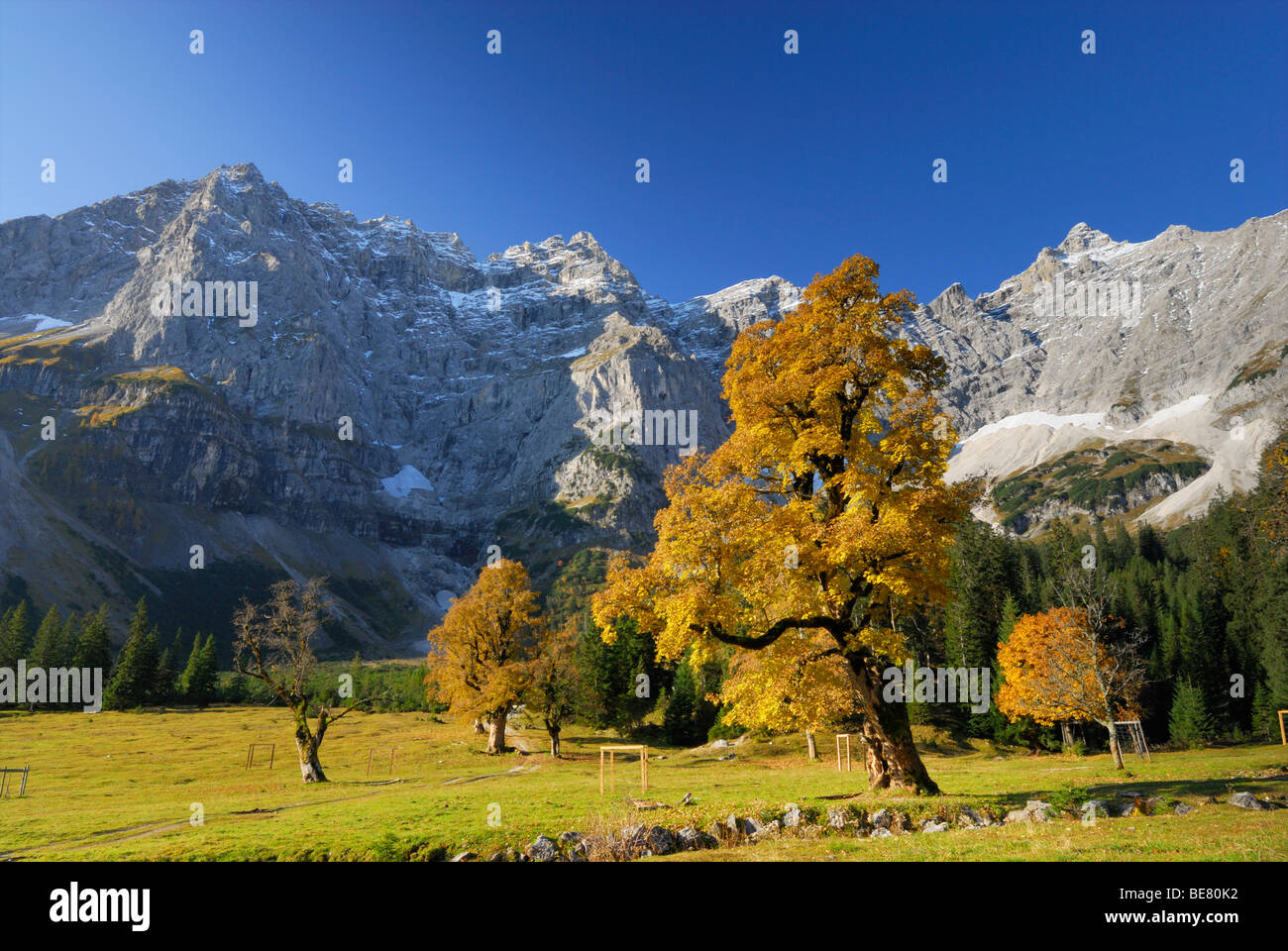 Kleiner Ahornboden with maple trees in autumn colours, Kaltwasserkarspitze and Birkkarspitze, Karwendel, Tyrol, Austria Stock Photo