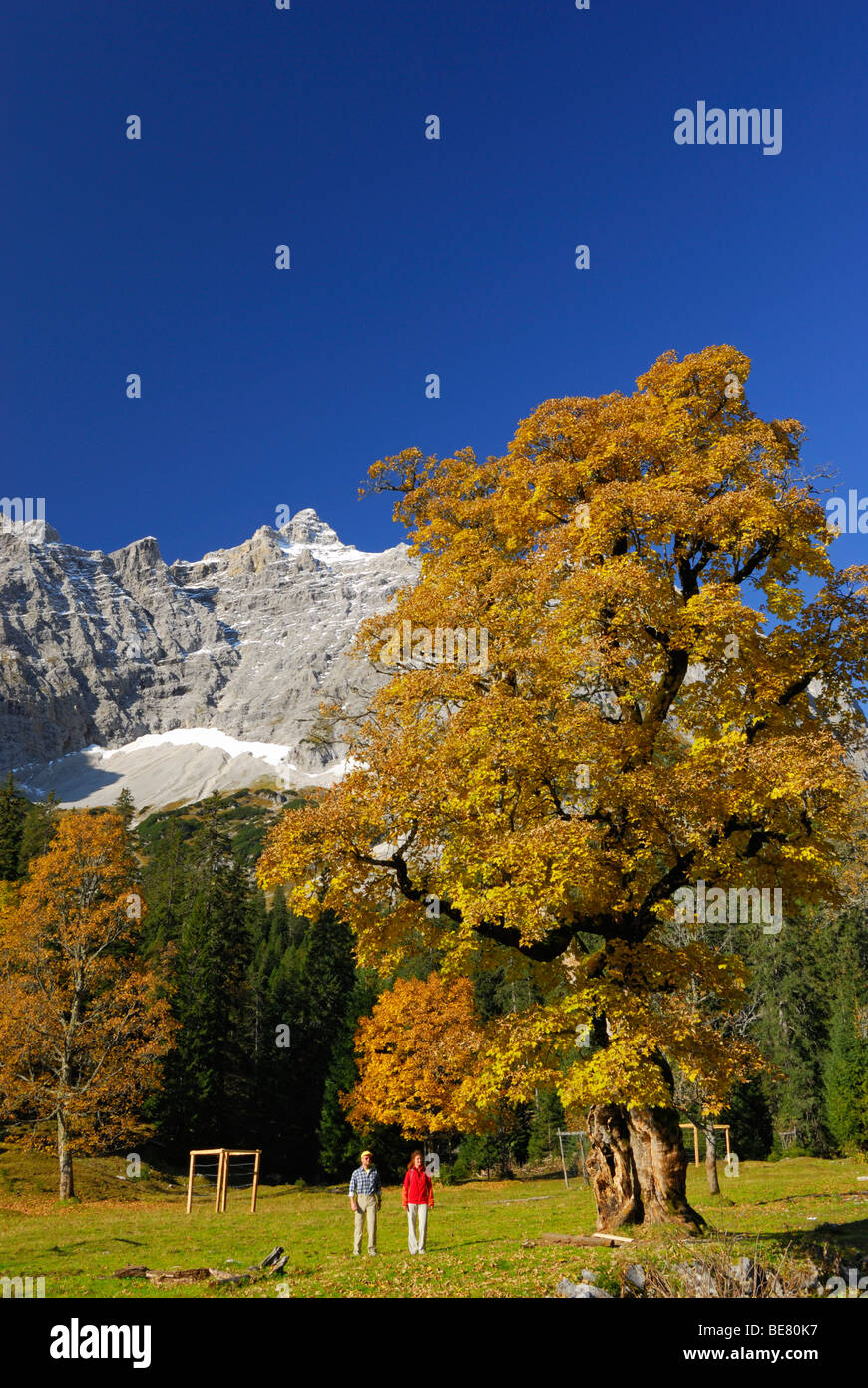Couple hiking between maple trees in autumn colours with view to Birkkarspitze, Kleiner Ahornboden, Karwendel, Tyrol, Austria Stock Photo