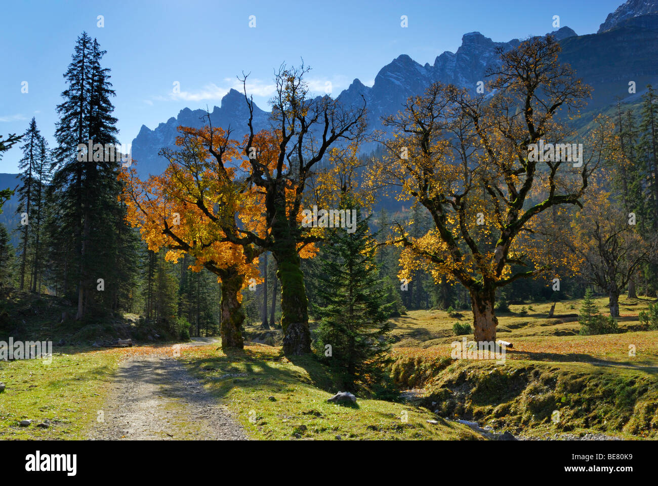 Kleiner Ahornboden with maple trees in autumn colours, Laliderer range and Bockkarspitze, Karwendel, Tyrol, Austria Stock Photo