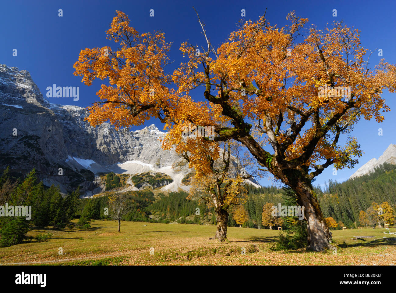 Maple tree in autumn colours with view to Birkkarspitze, Kleiner Ahornboden, Karwendel, Tyrol, Austria Stock Photo
