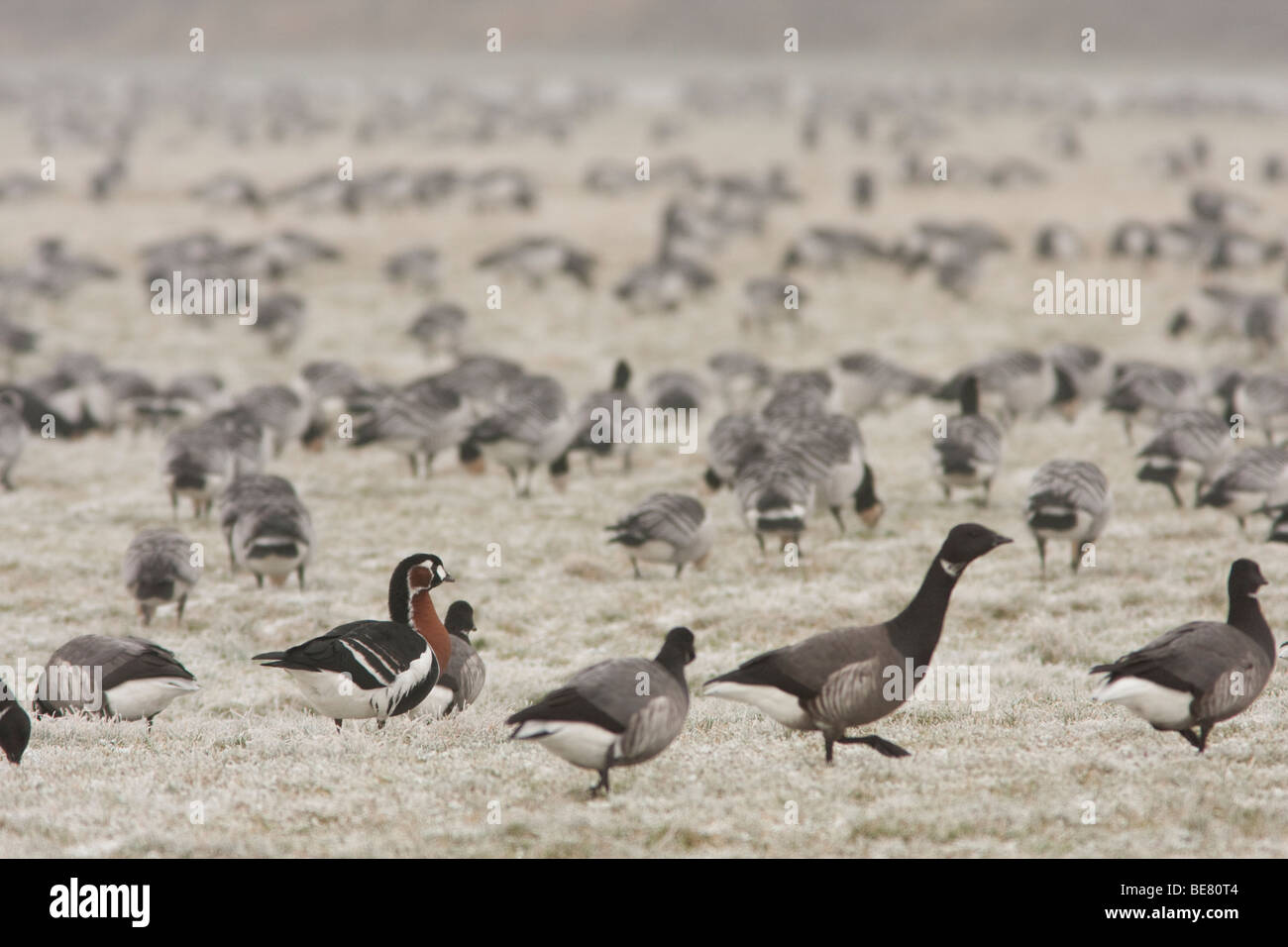 A Red-breasted Goose in a mixed flock of Brent and Barnacle Geese in the frost Stock Photo