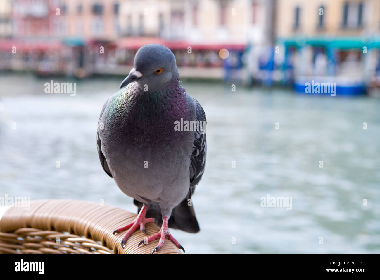 Mischievous pigeon on a cafe chair at Rialto Bridge, Venice, Veneto, Italy Stock Photo