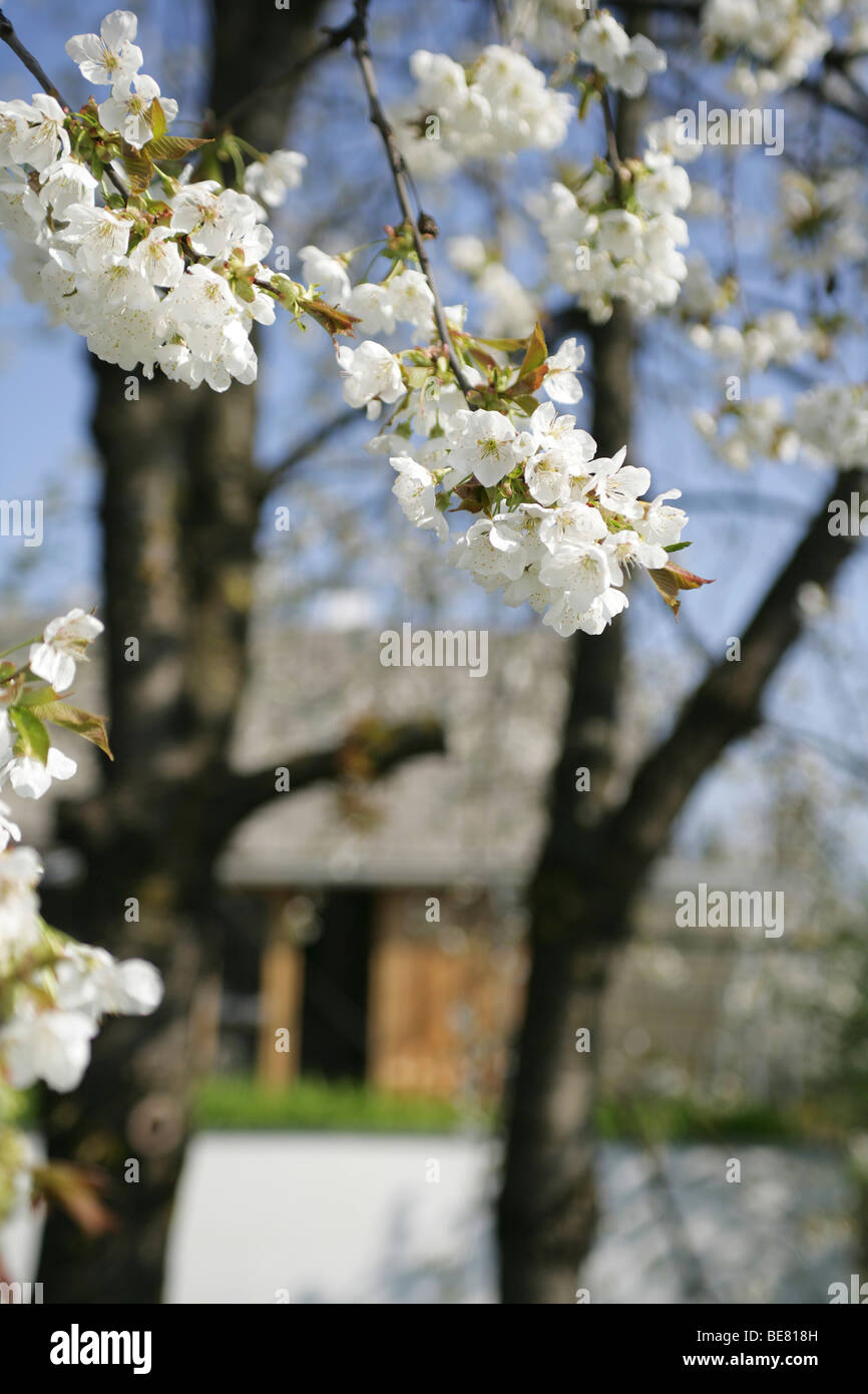 White flowers at branches of an appletree in spring Stock Photo