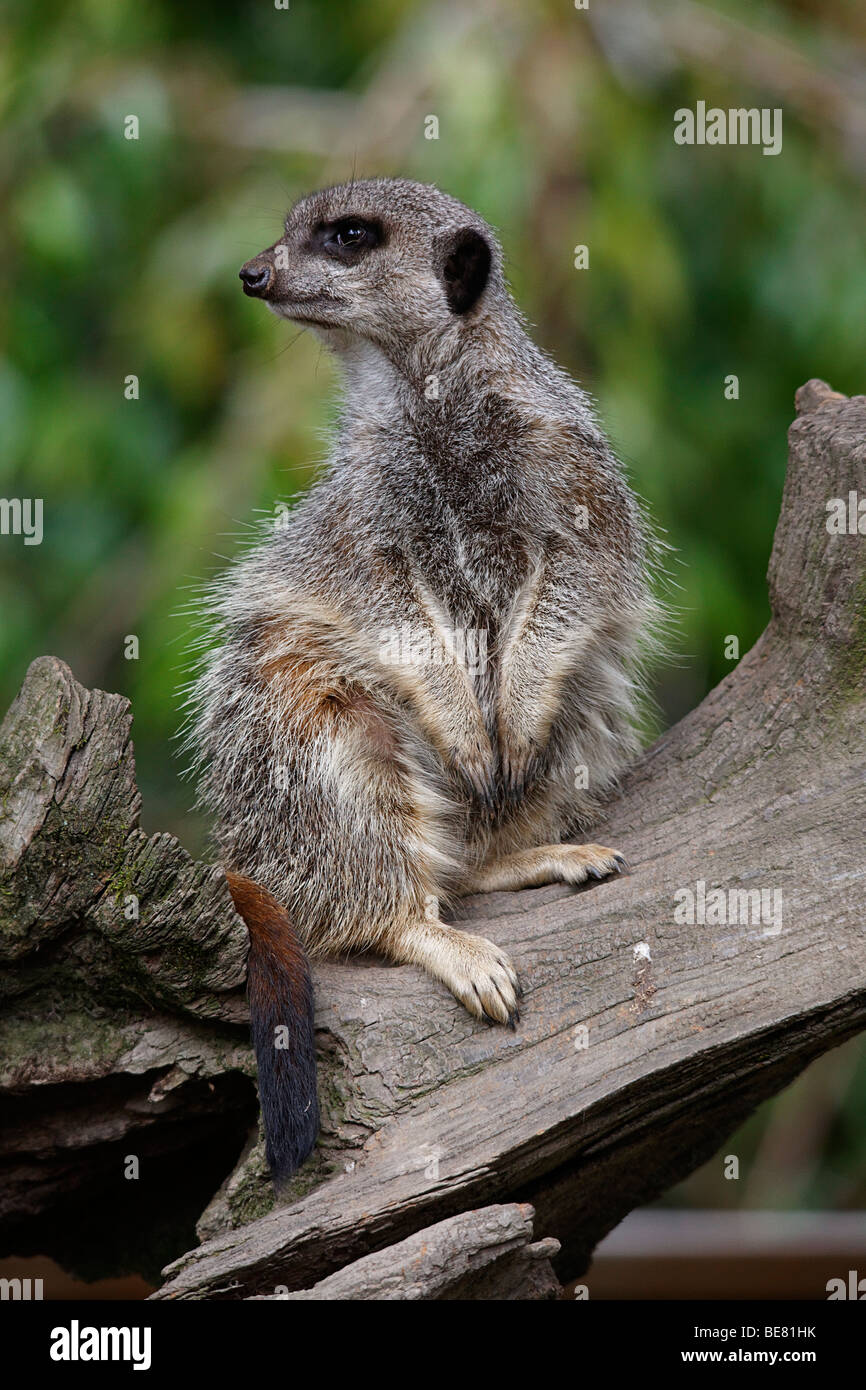 Slender Tailed Meerkat portrait (Suricata suricata) Stock Photo