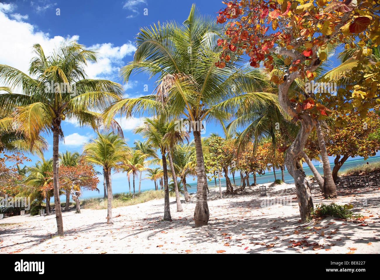 Palm trees at the beach under blue sky, Crandon Park, Key Biscayne, Miami, Florida, USA Stock Photo