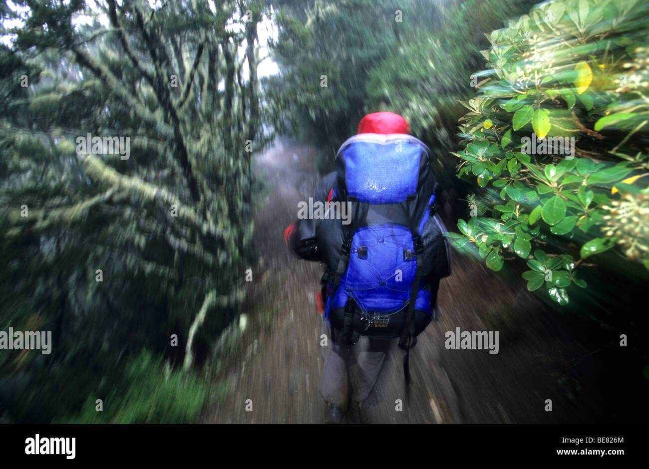 Trekker on the Kepler Track at the forest in the rain, Fiordland National Park, South Island, New Zealand, Oceania Stock Photo