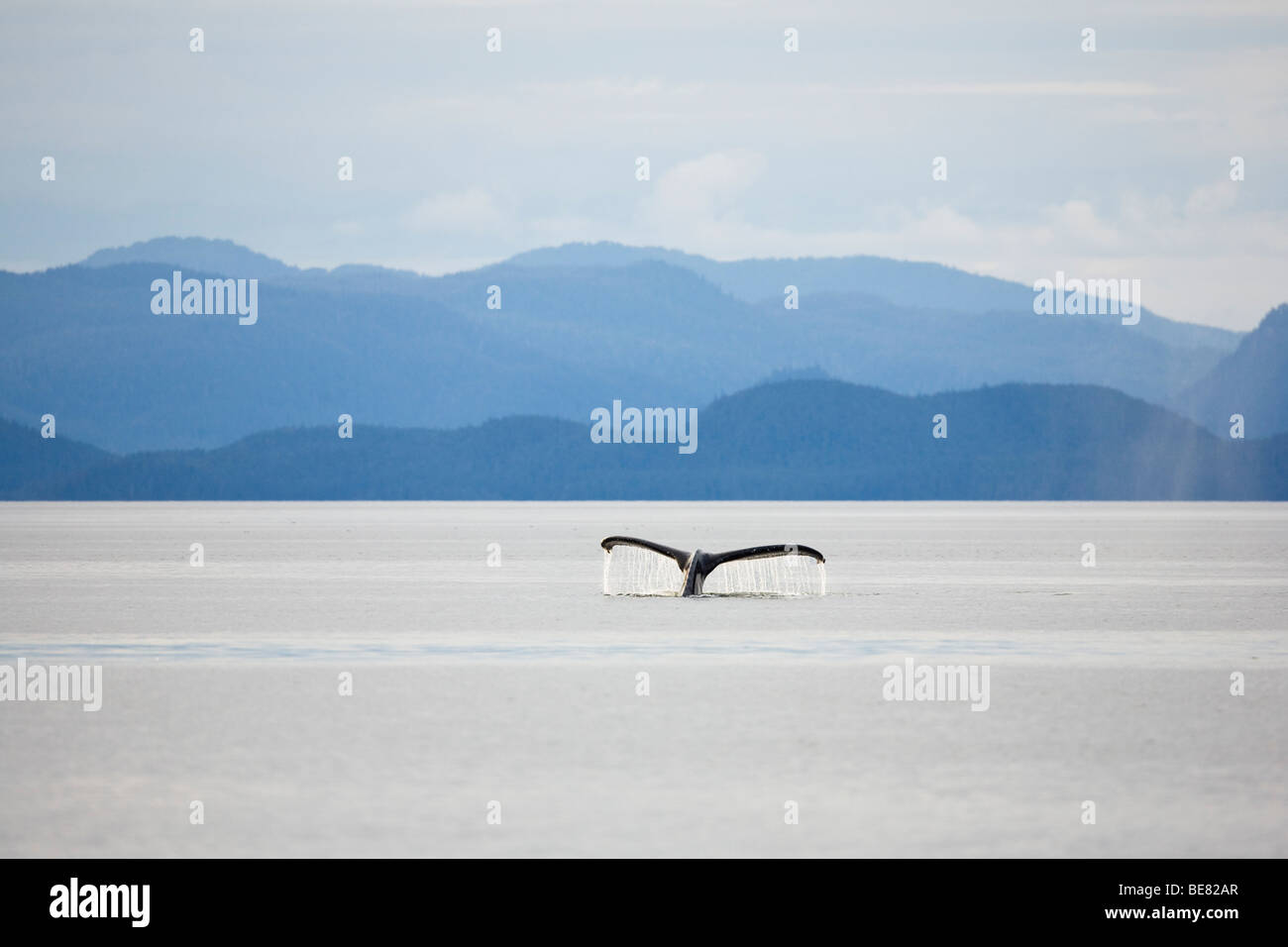 Fluke of whale hi-res stock photography and images - Alamy