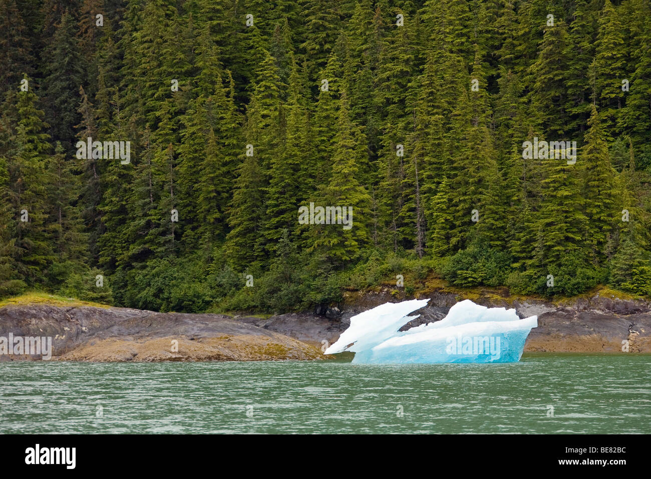 Icefloe in front of coastline with forest, Inside Passage, Southeast Alaska, USA Stock Photo