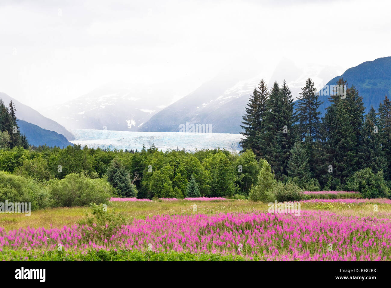 Blooming flowers in front of Mendenhall glacier under clouds, Southeast Alaska, USA Stock Photo