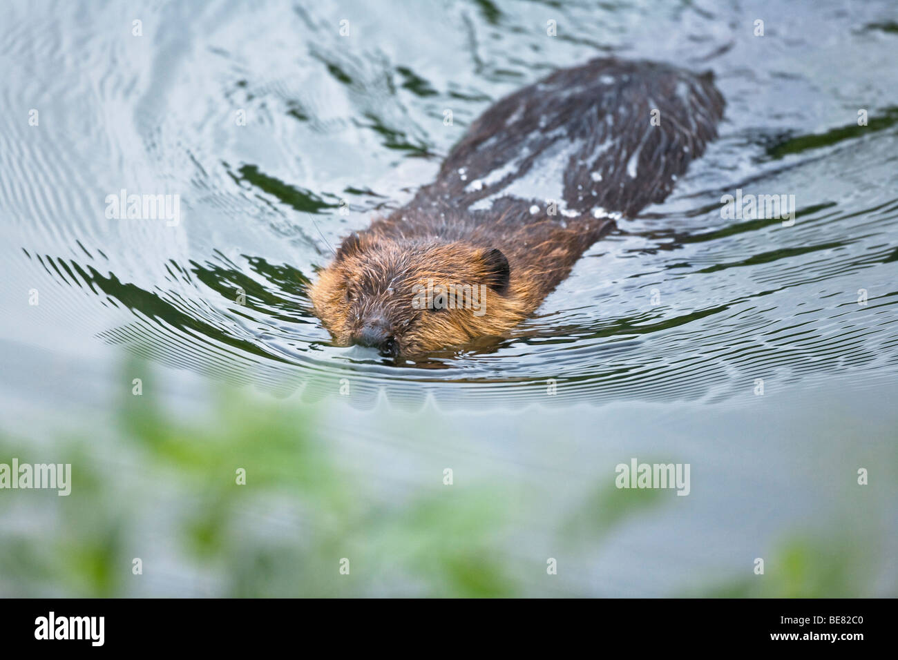 A beaver swimming through a stream, Castor fiber, Alaska, USA Stock Photo