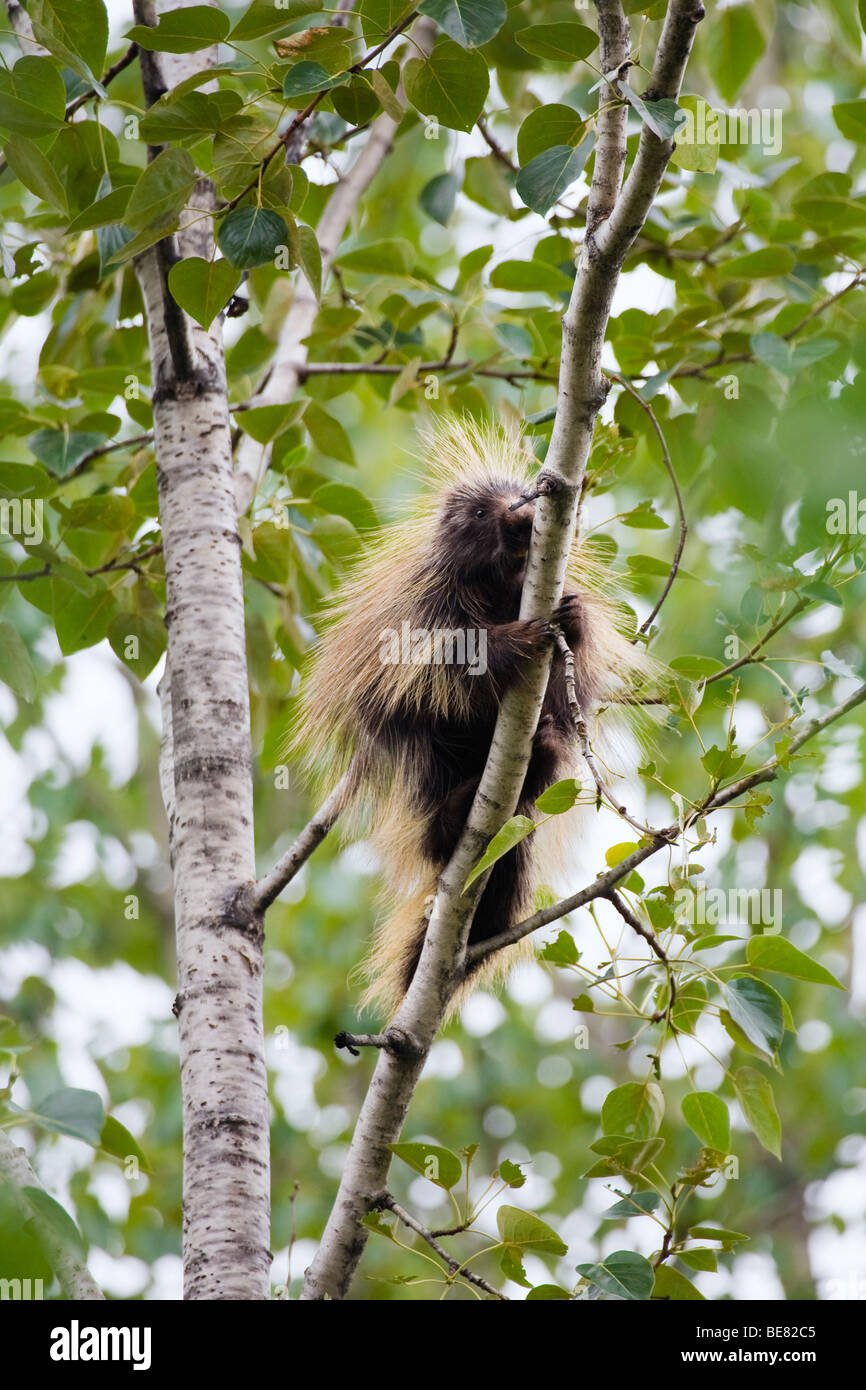 Porcupine climbing on a branch, Erethizon dorsatum, Alaska, USA Stock Photo