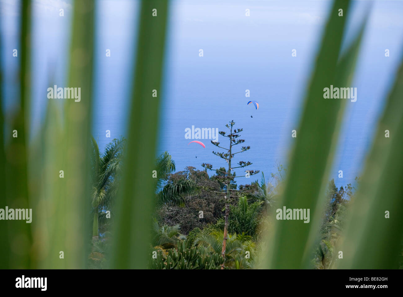 Plant Displays at Mascarin National Botanical Conservatory and Airborne Paraglider, Mascarin, Reunion, Indian Ocean Stock Photo