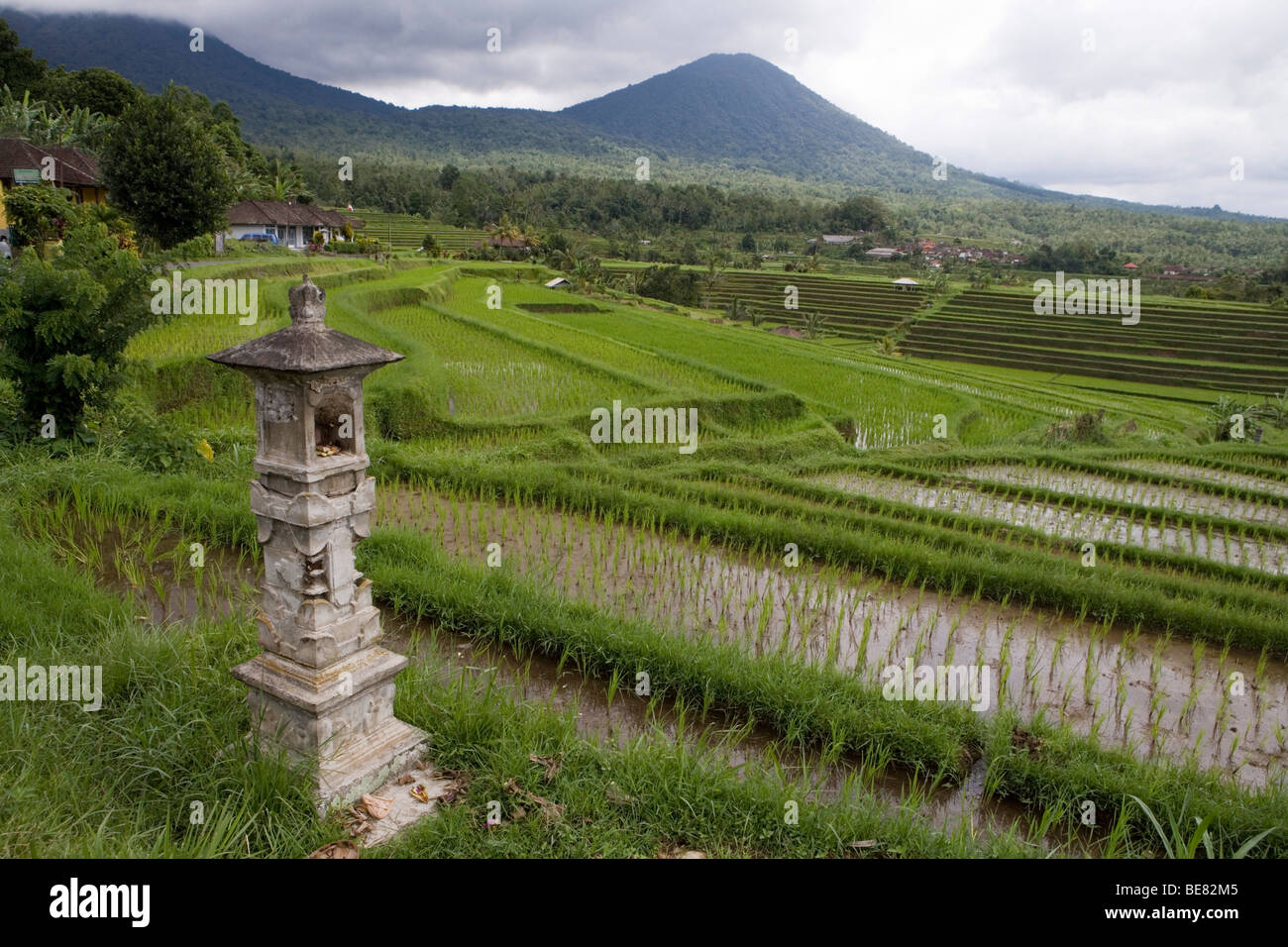 Rice Terraces, Jatiluwih, Bali, Indonesia, Asia Stock Photo