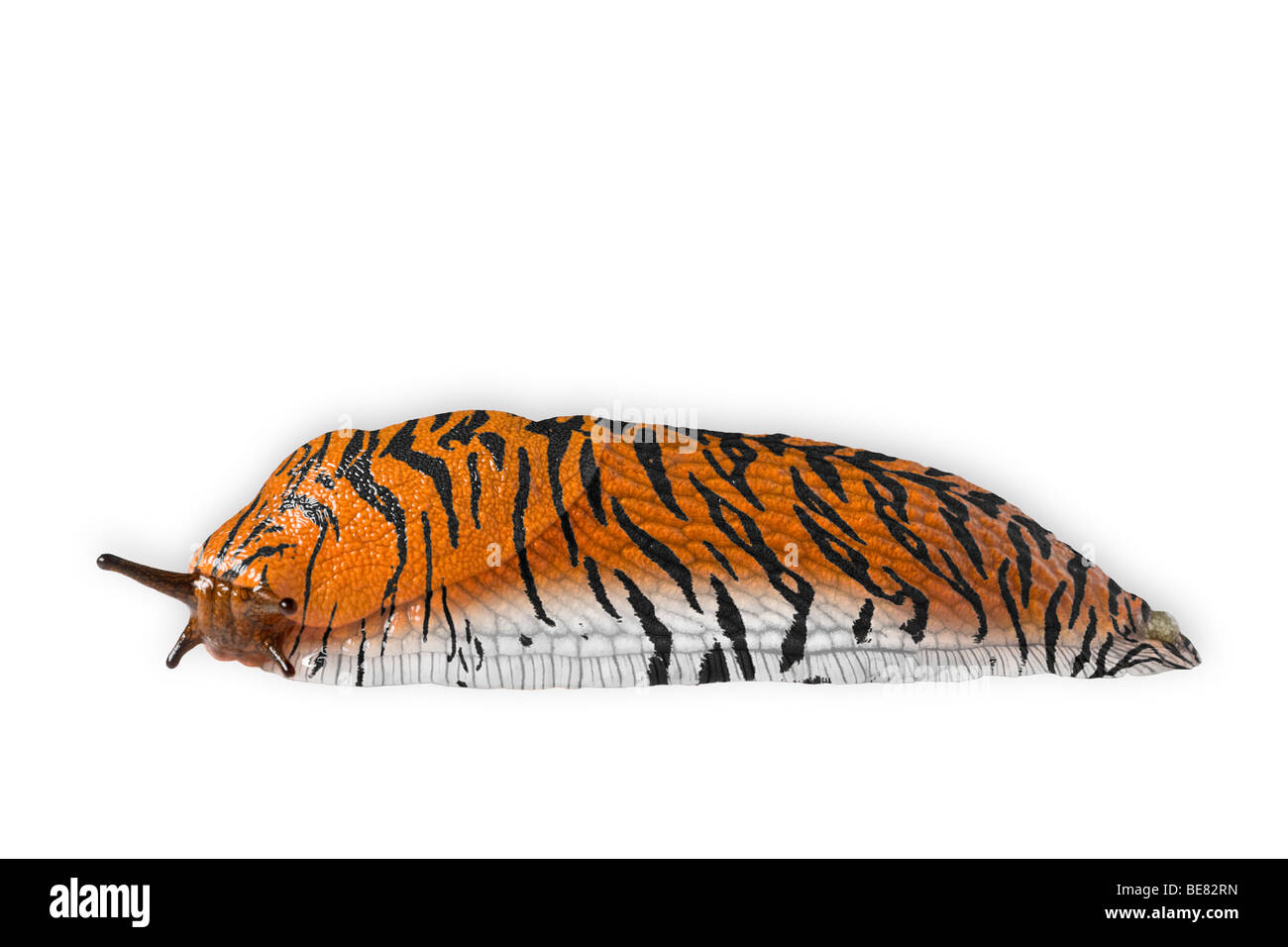 A spotted land slug (photomontage). Limace terrestre tigrée (photomontage). Stock Photo