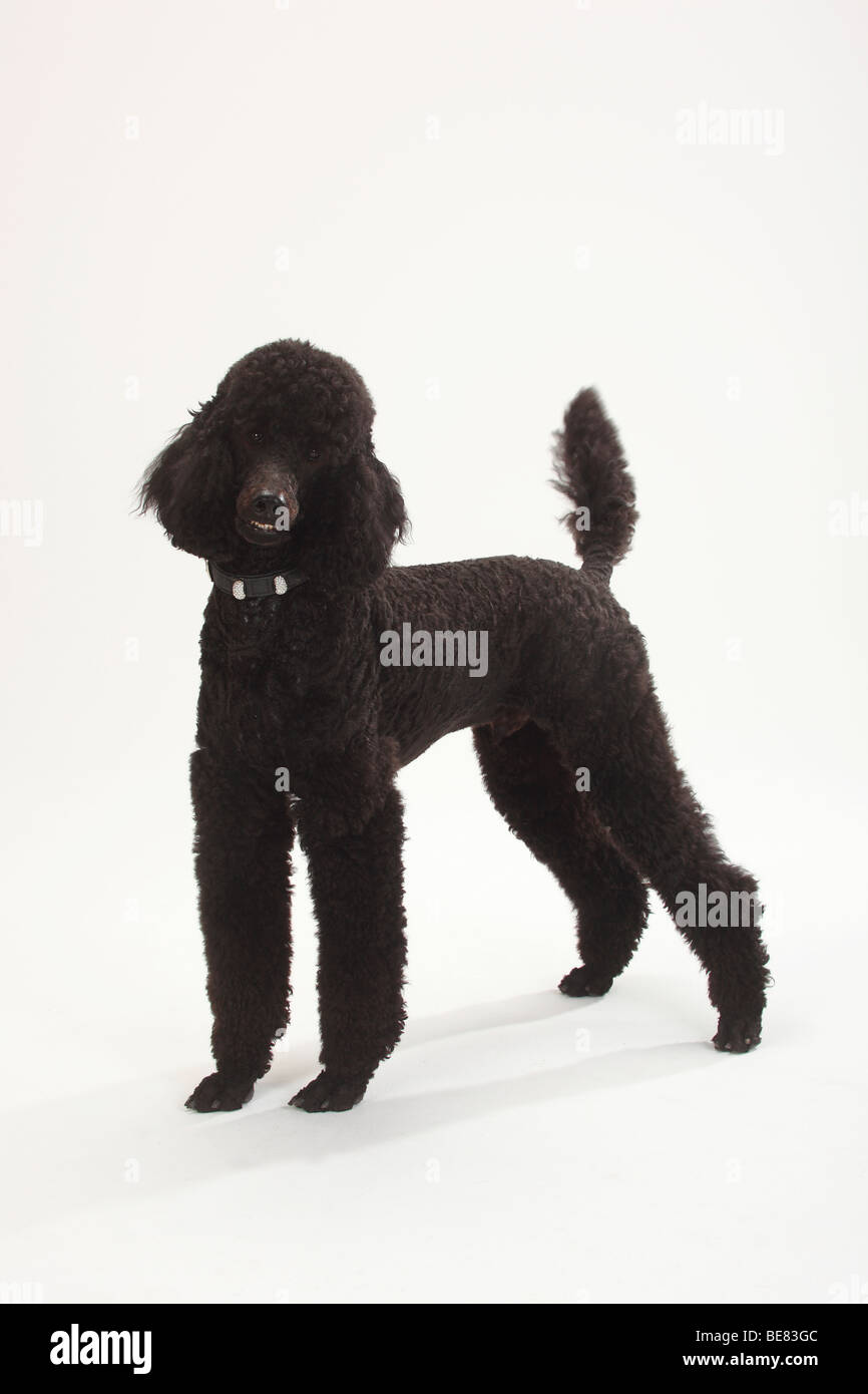 Standard Poodle, black Stock Photo