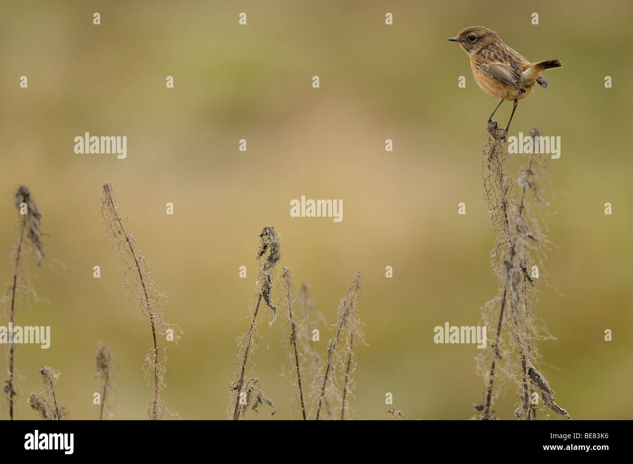 Balanceren hi-res stock photography and images - Alamy