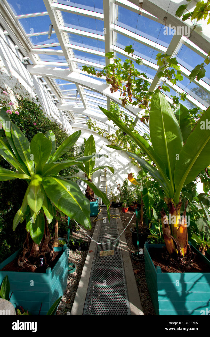 the interior of one of the greenhouses in Kylemore Abbey Gardens Stock Photo