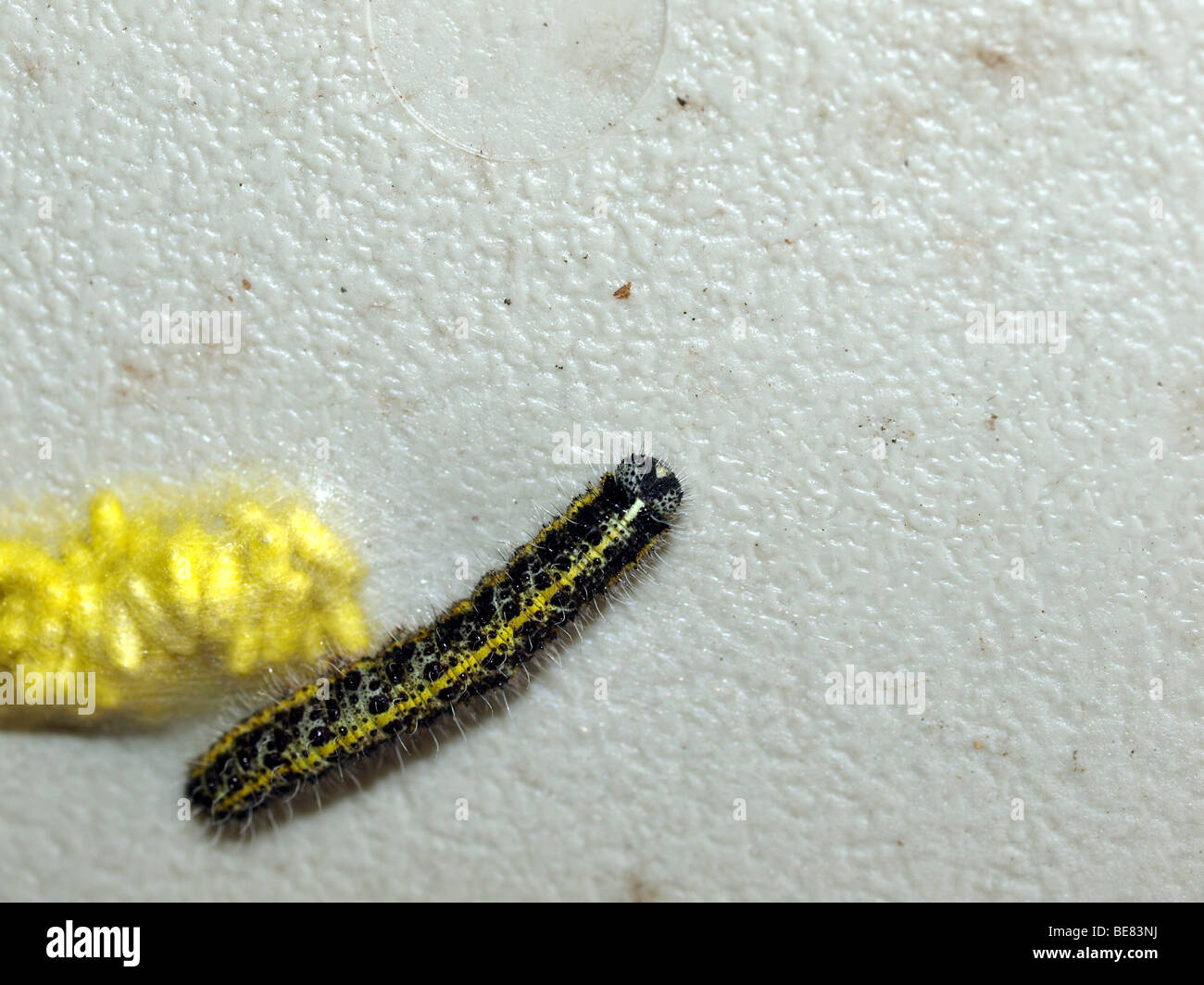 Caterpillar of a small white butterfly with the yellow cocoons of the braconid wasp(Apanteles glomeratus). Stock Photo