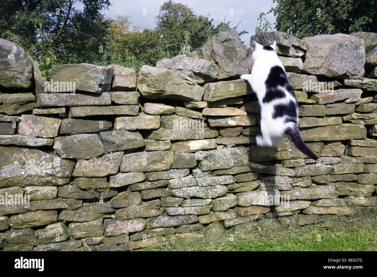 A DRY STONE WALL WITH A CAT JUMPING UP IN Haworth, BRONTE COUNTRY. LINCOLNSHIRE Stock Photo